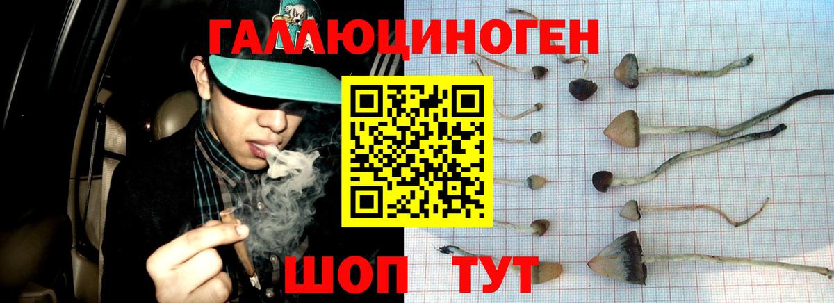 где продают   Галлюциногенные грибы Cubensis  Вход с VPN  Галлюциногенные грибы Psilocybine cubensis  Елизово 